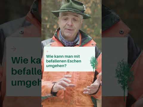 Esche vs. Hallimasch: Warum der Pilz zur Gefahr wird 🌳 | Waldwissen vom Forstwirtschaftsmeister