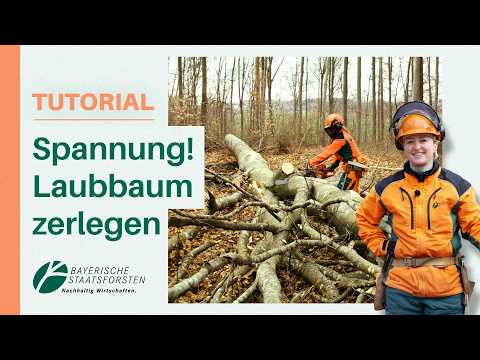 Laubholz-Krone richtig aufarbeiten: So vermeidest du gefährliche Spannungen 🌳🪚