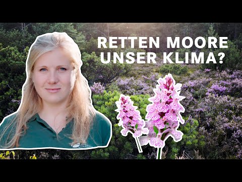 Klimaretter Moor? Wie Moore unsere Klima schützen | BaySF Web-Reportage