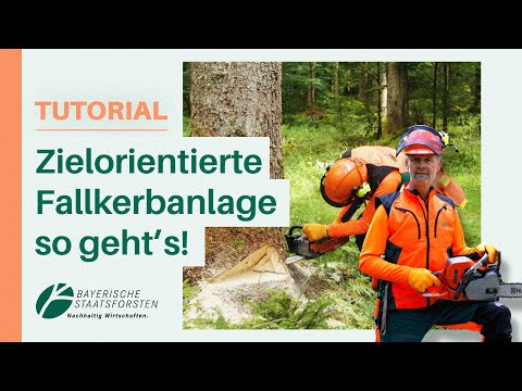 Tipps für gute Fallkerbanlage: Zielgenau treffen, Nachschneiden vermeiden! Säge-Tipp vom Forst-Profi