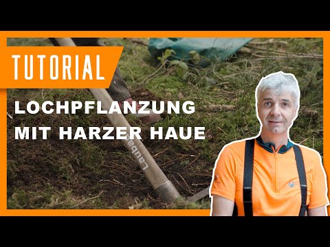 Lochpflanzung mit der Harzer Haue – Tipps & Technik für Waldarbeit