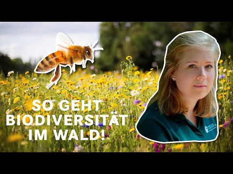Biodiversität im Wald! Blumen für Bienen, Hummeln und Co. | BaySF Web-Reportage
