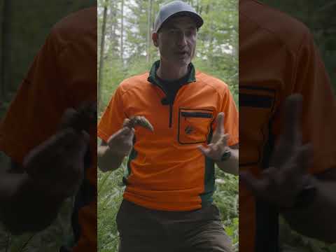 Wie wachsen Bäume? | Naturverjüngung im Wald | Waldwissen von Forstwirtschaftsmeister