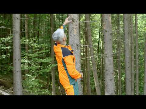 Borkenkäfer: erkennen und handeln | Tutorial der Bayerischen Staatsforsten