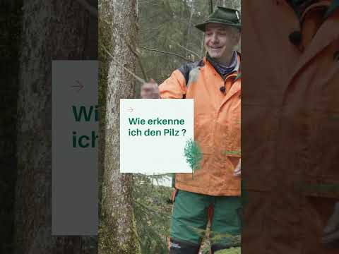 Pilzbefall an der Esche | Erkennen und handeln | Waldwissen