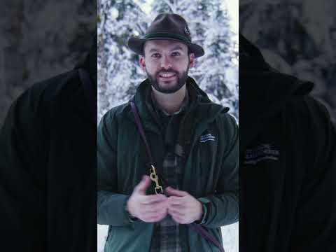 🐕 Darf dein Hund im Wald frei laufen? #foerster  #forstwirtschaft