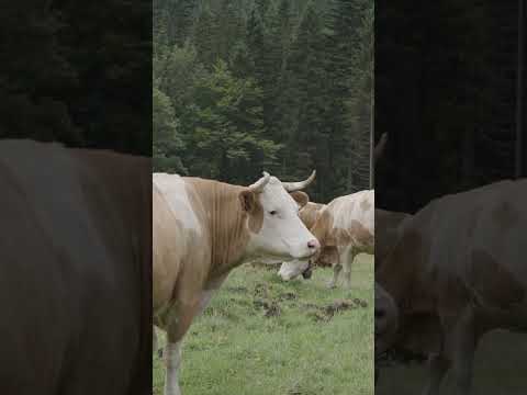 Almflächen im Wald: Darf ich sie betreten? | Wichtige Regeln & Tipps für Wanderer