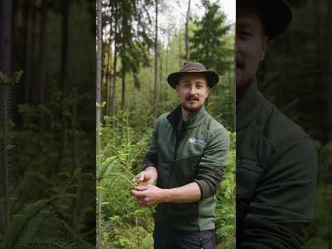 Fichte oder Tanne: So unterscheidest du sie!