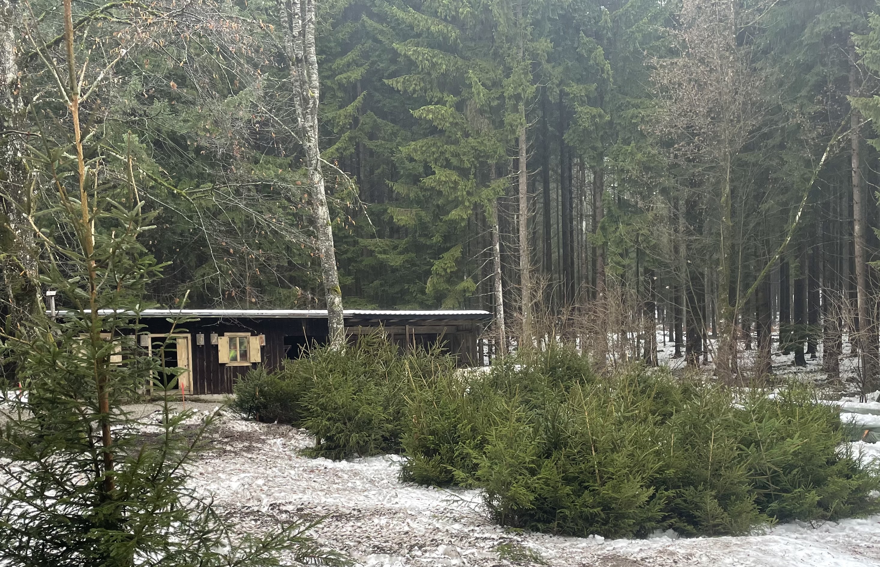 Waldbild mit Hütte und Christbäumen