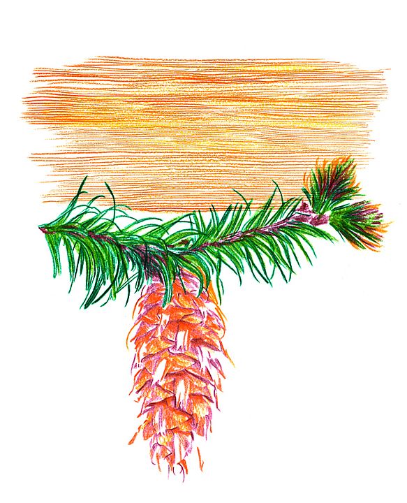 Zeichnung Douglasienzapfen und Nadeln