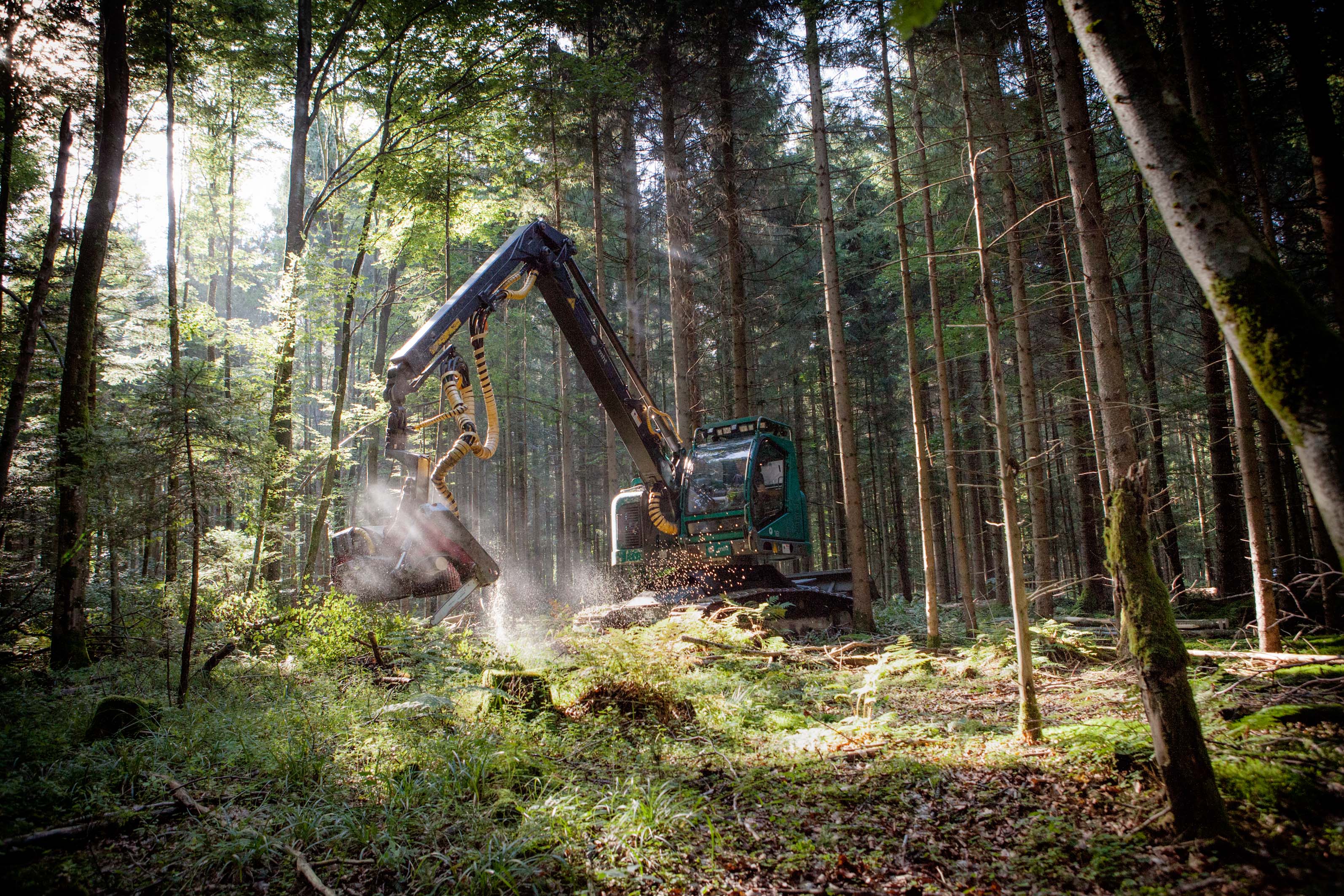 Harvester im Wald