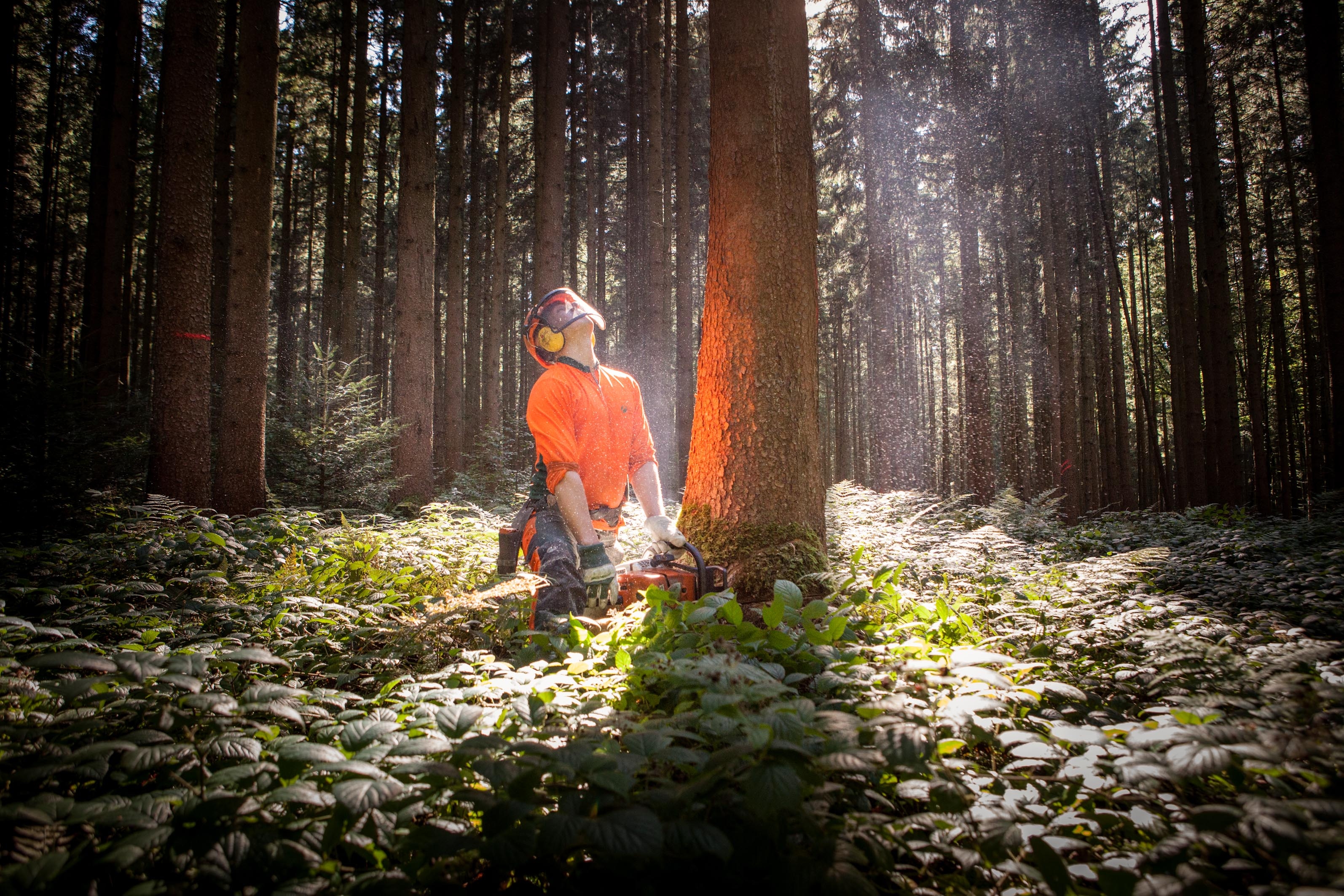 Mann bei der Holzernte