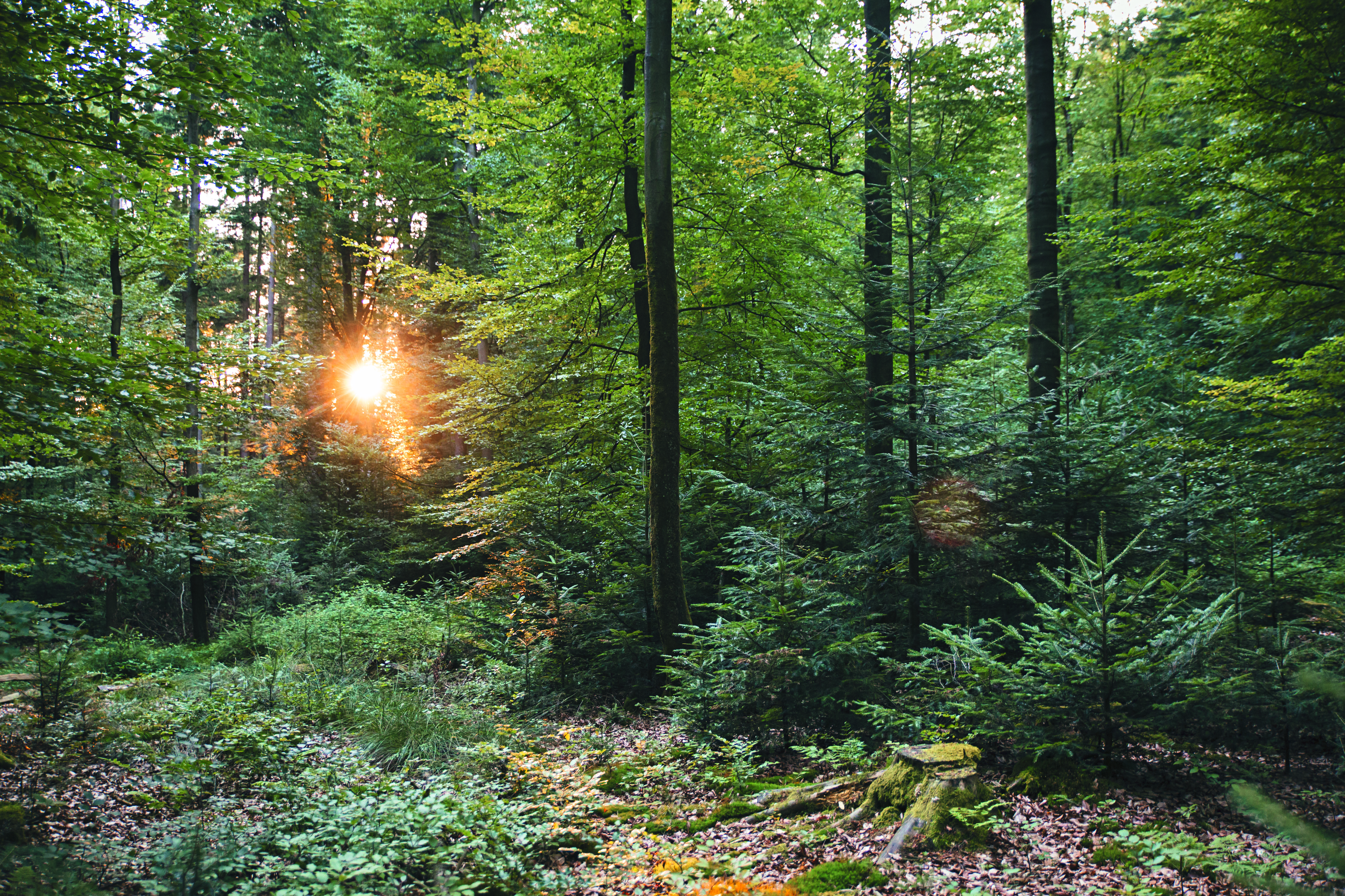 Artenreicher und strukturierter Mischwald