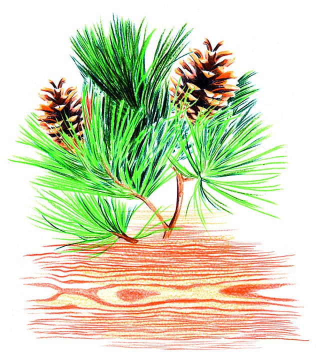 Bunt gezeichneter Kiefernzweig mit Kiefernzapfen