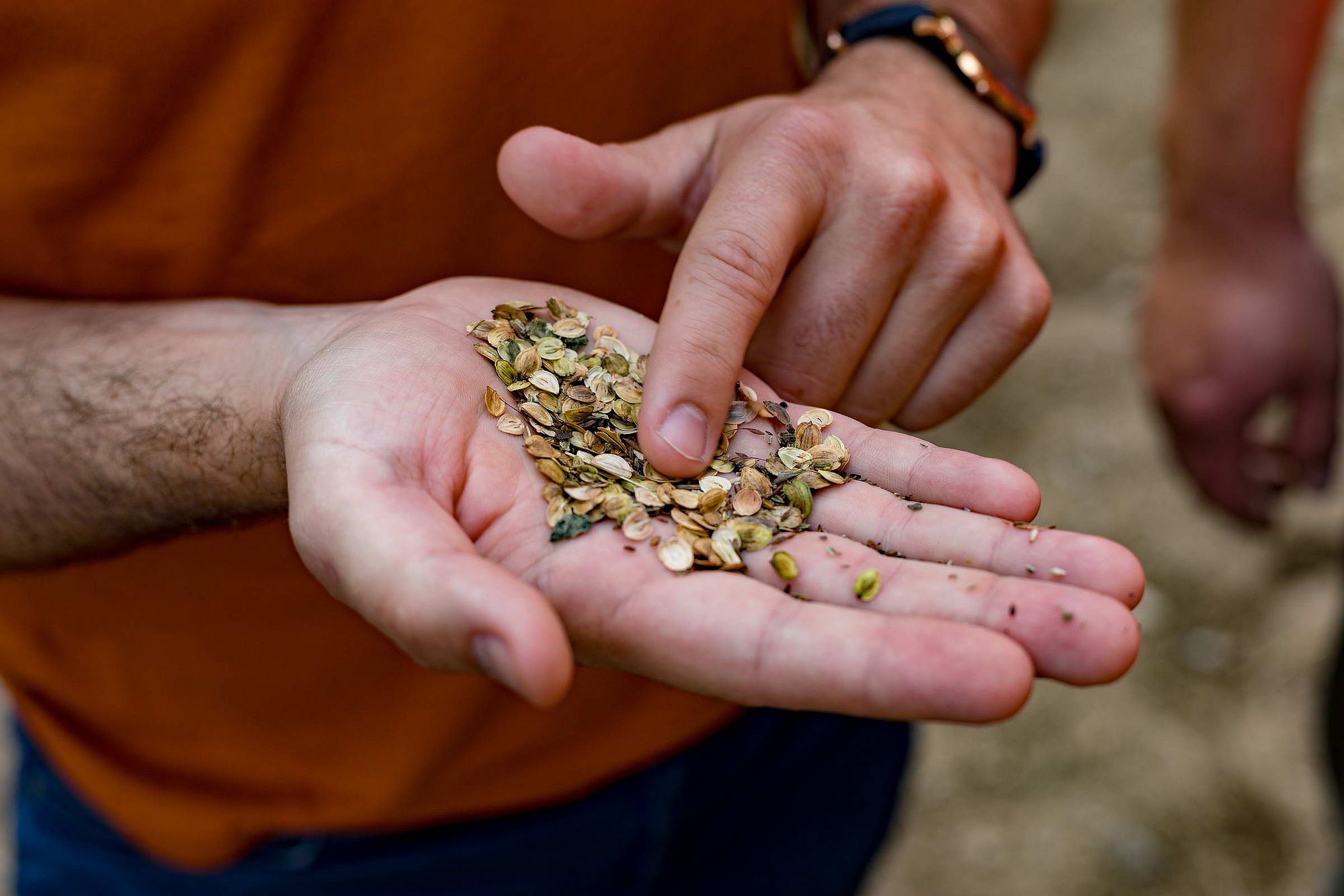 Blumensamen auf einer Hand