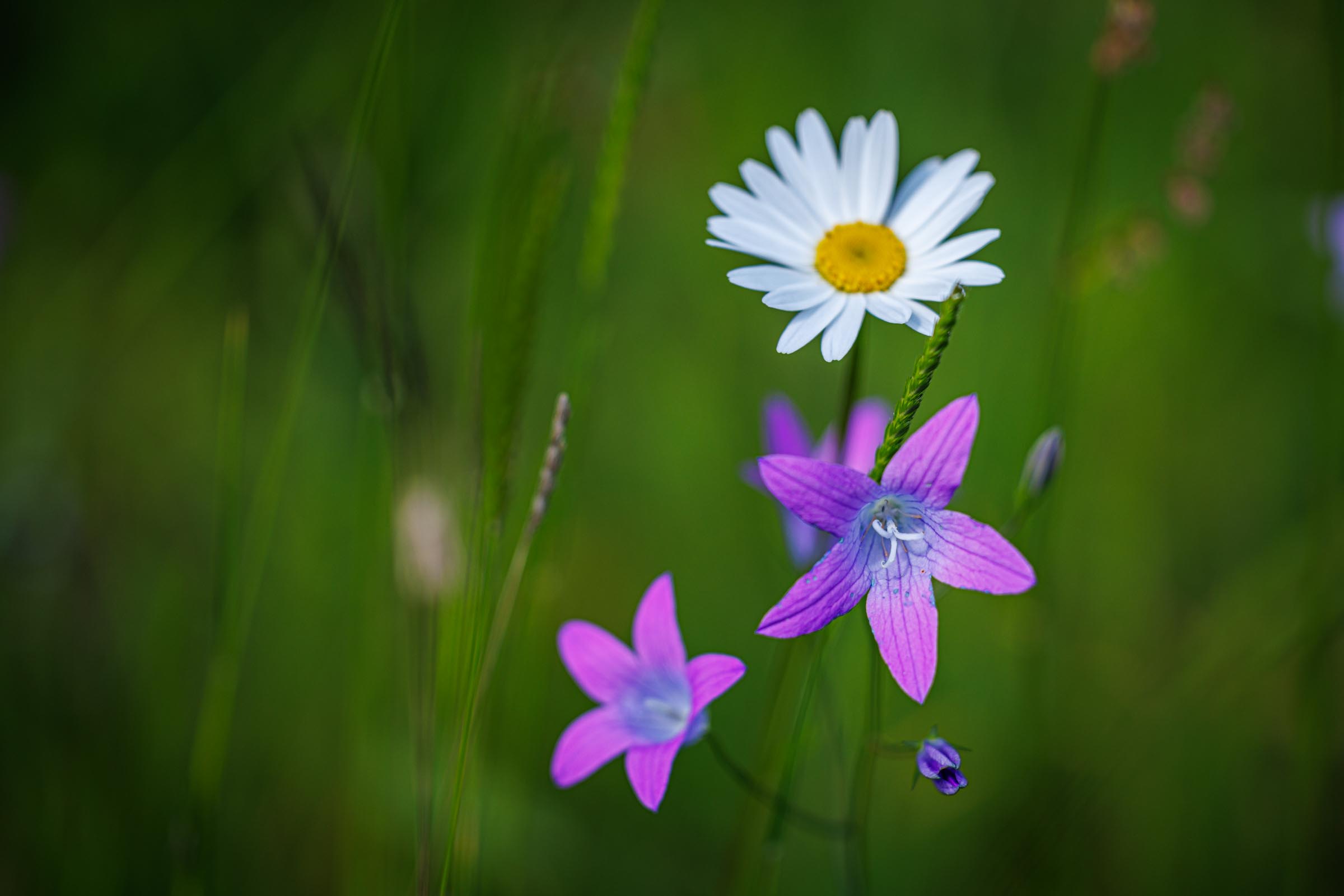 Blumen in einer Wiese