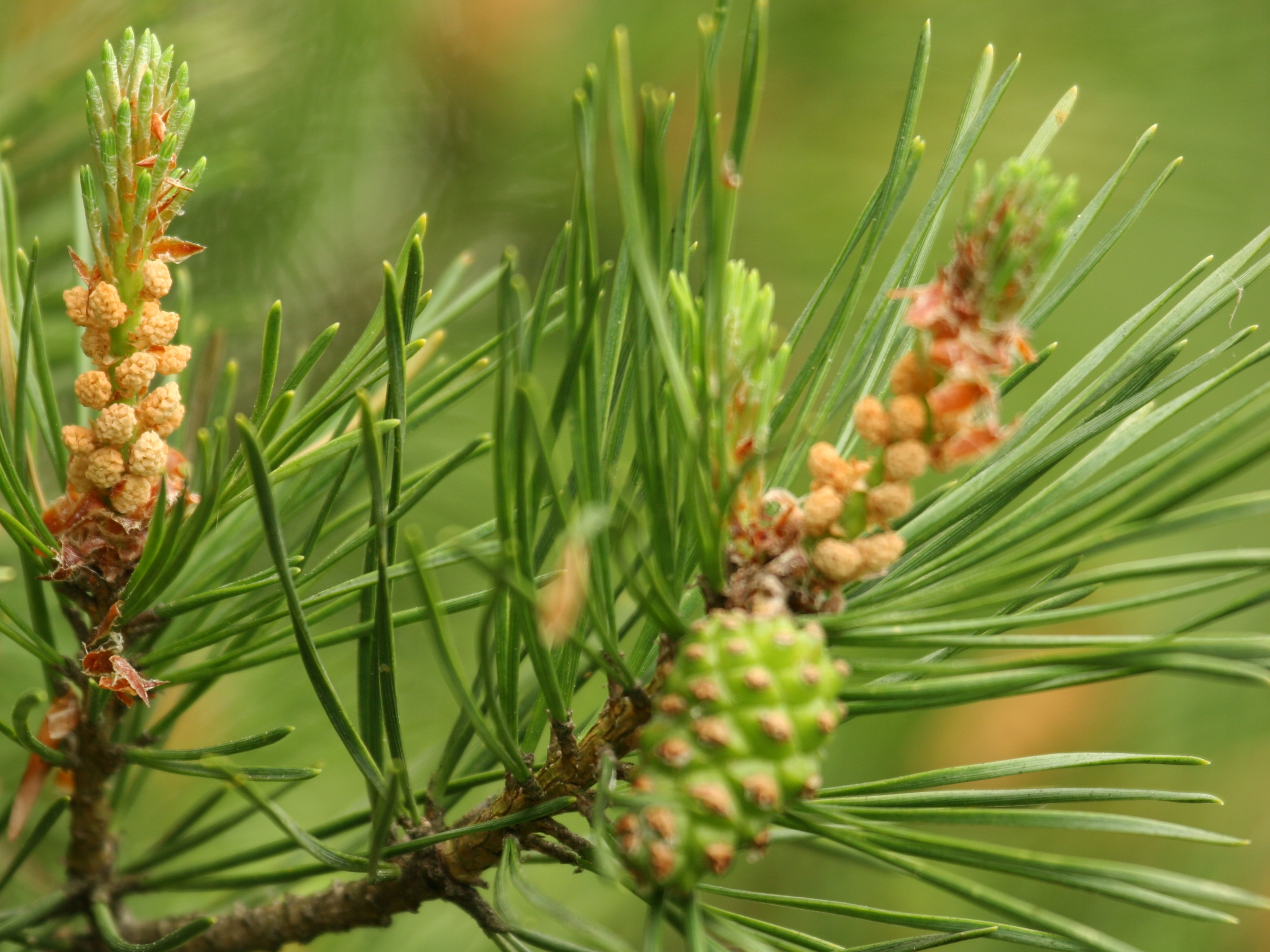 Kiefer im Wald – eine ehemals weit verbreitete Baumart, deren Anteil in den Bayerischen Staatsforsten langfristig sinken wird.
