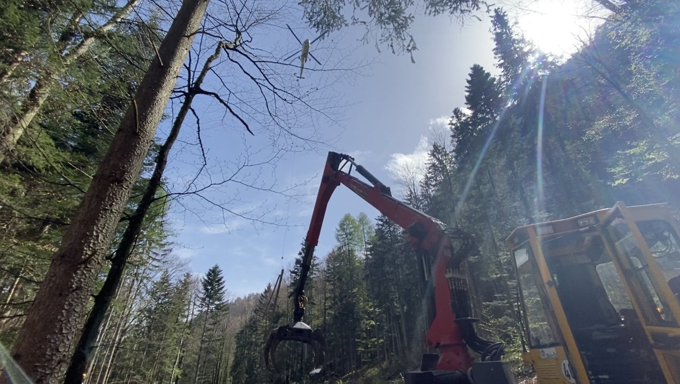 Ein Hubschrauber fliegt einen mit Borkenkäfer befallenen Stamm aus dem Wald.