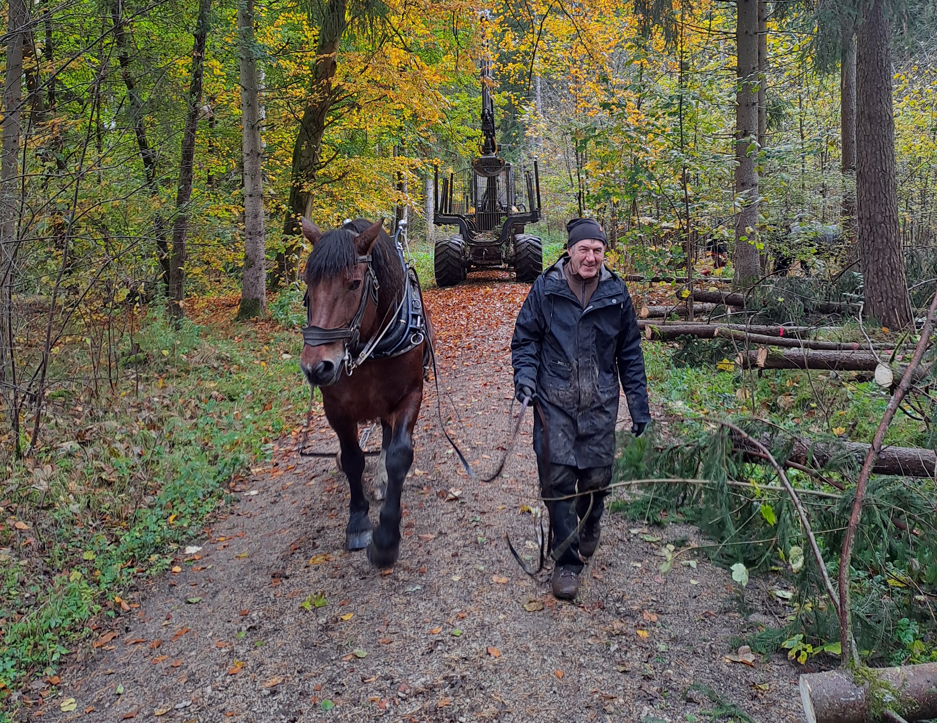 Rückepferd vor Rückezug