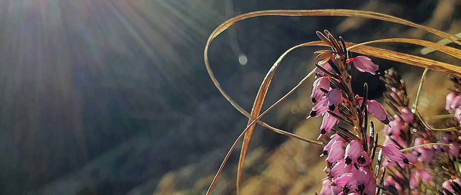 Pflanze steht in Sonnenstrahlen