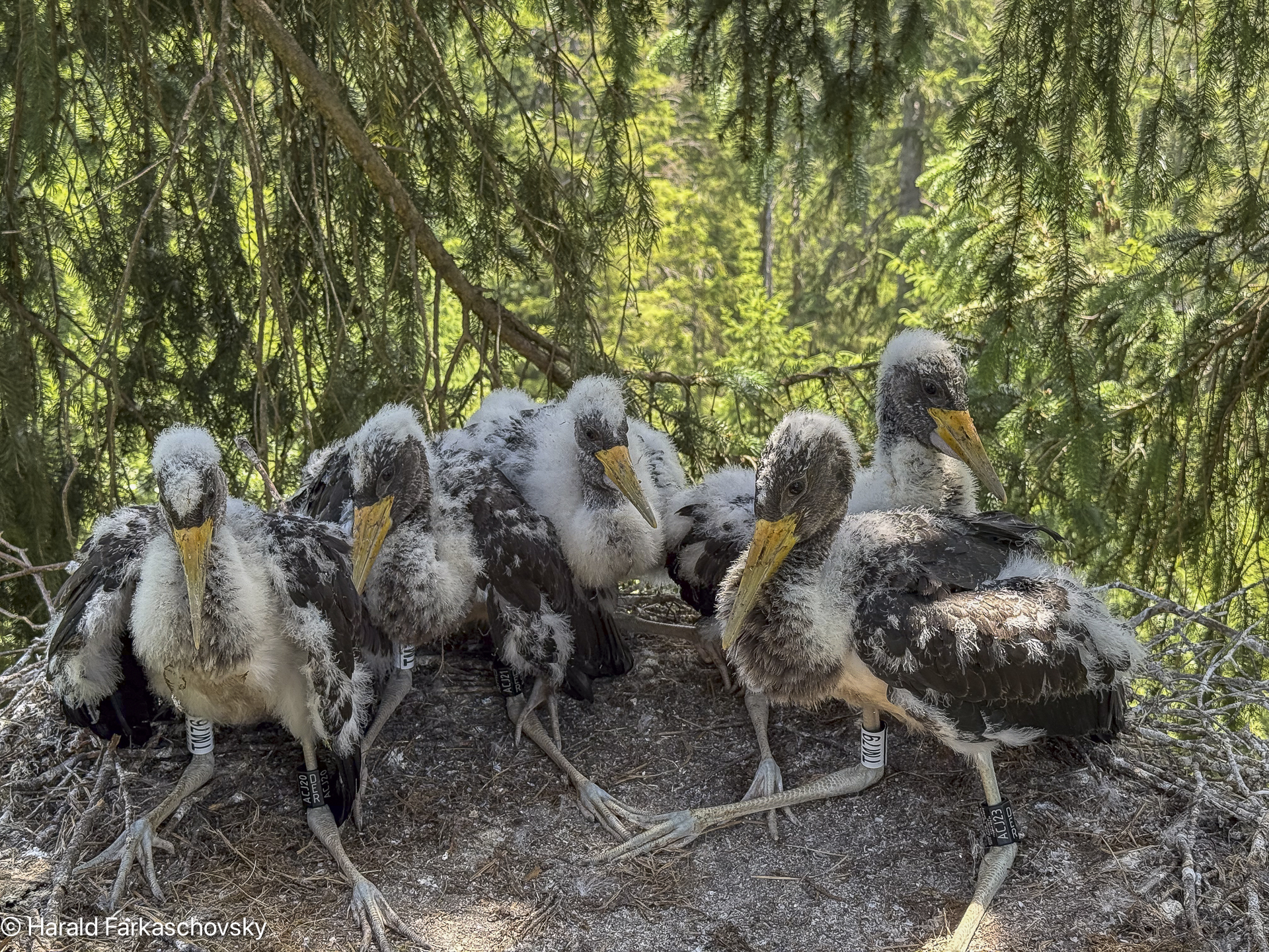 Schwarzstorch Nachwuchs