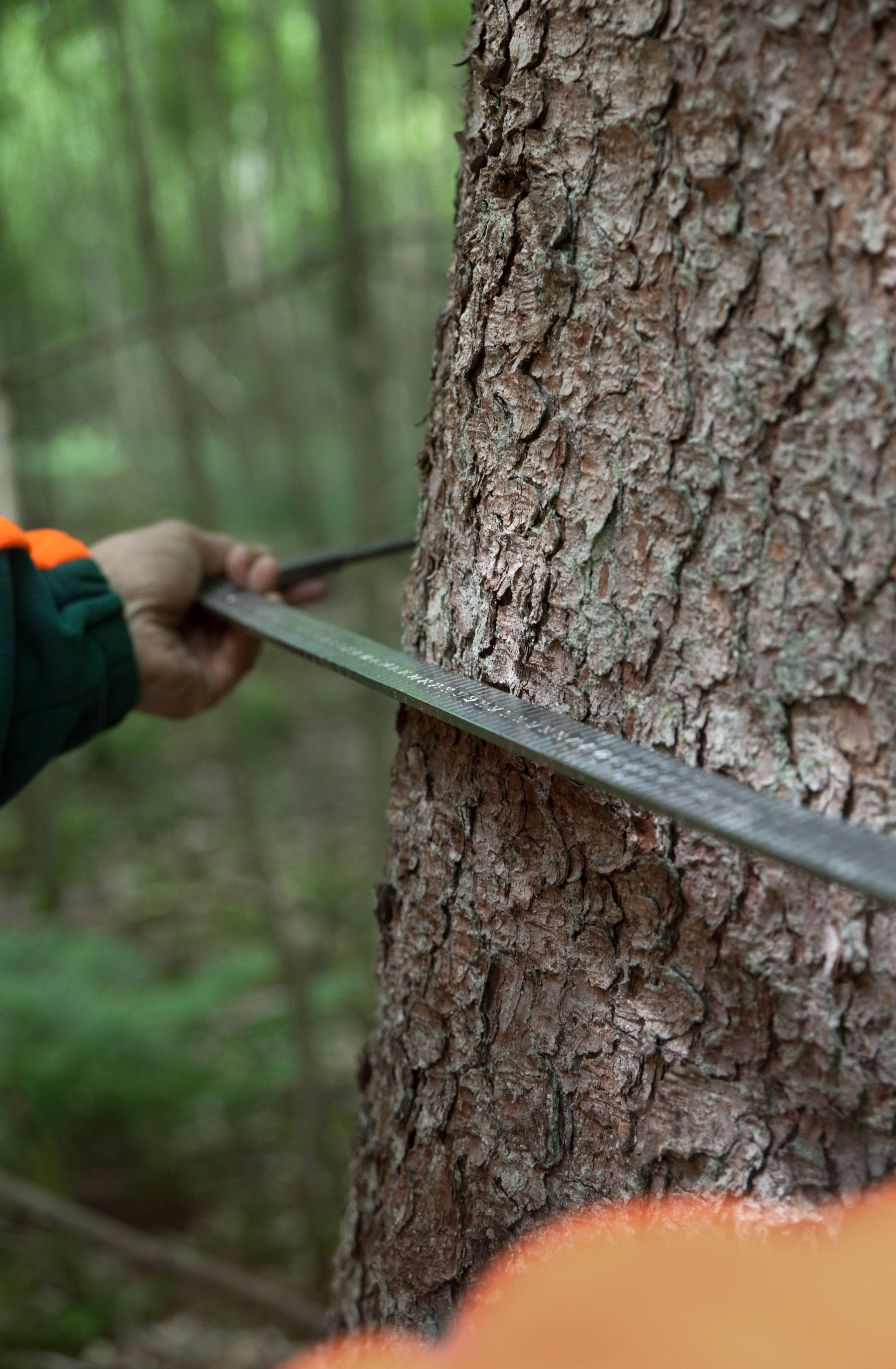 Försterin misst Baum mit Werkzeug