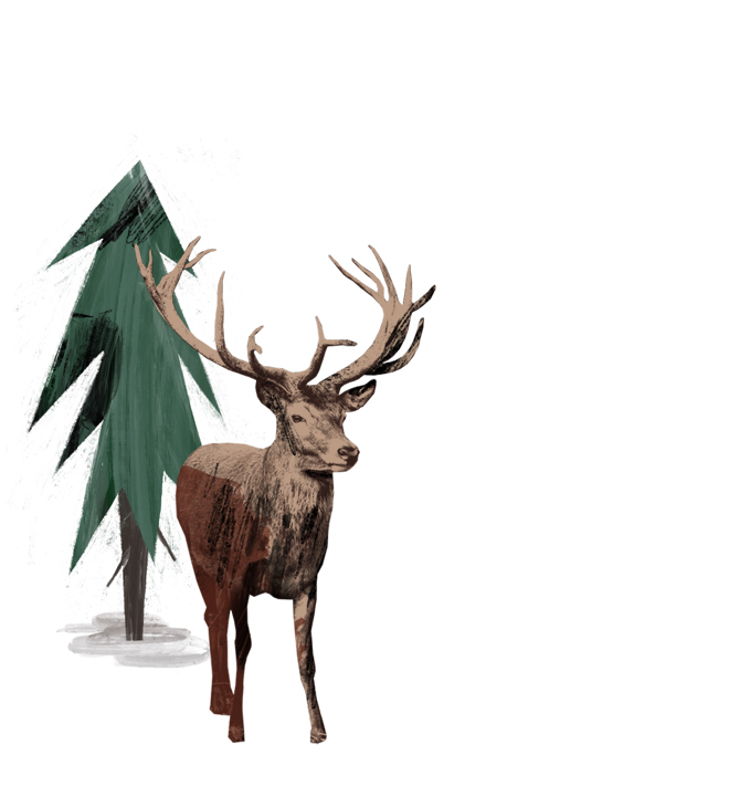 Wildtier Illustration