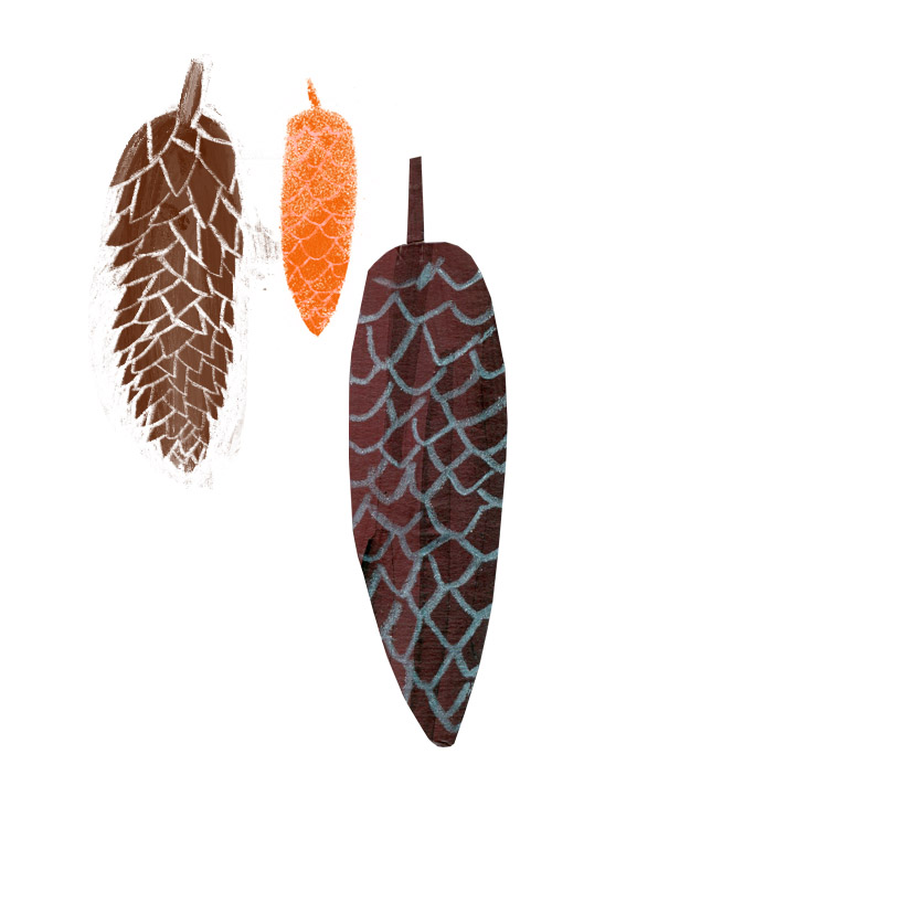 Tannenzweige Illustration