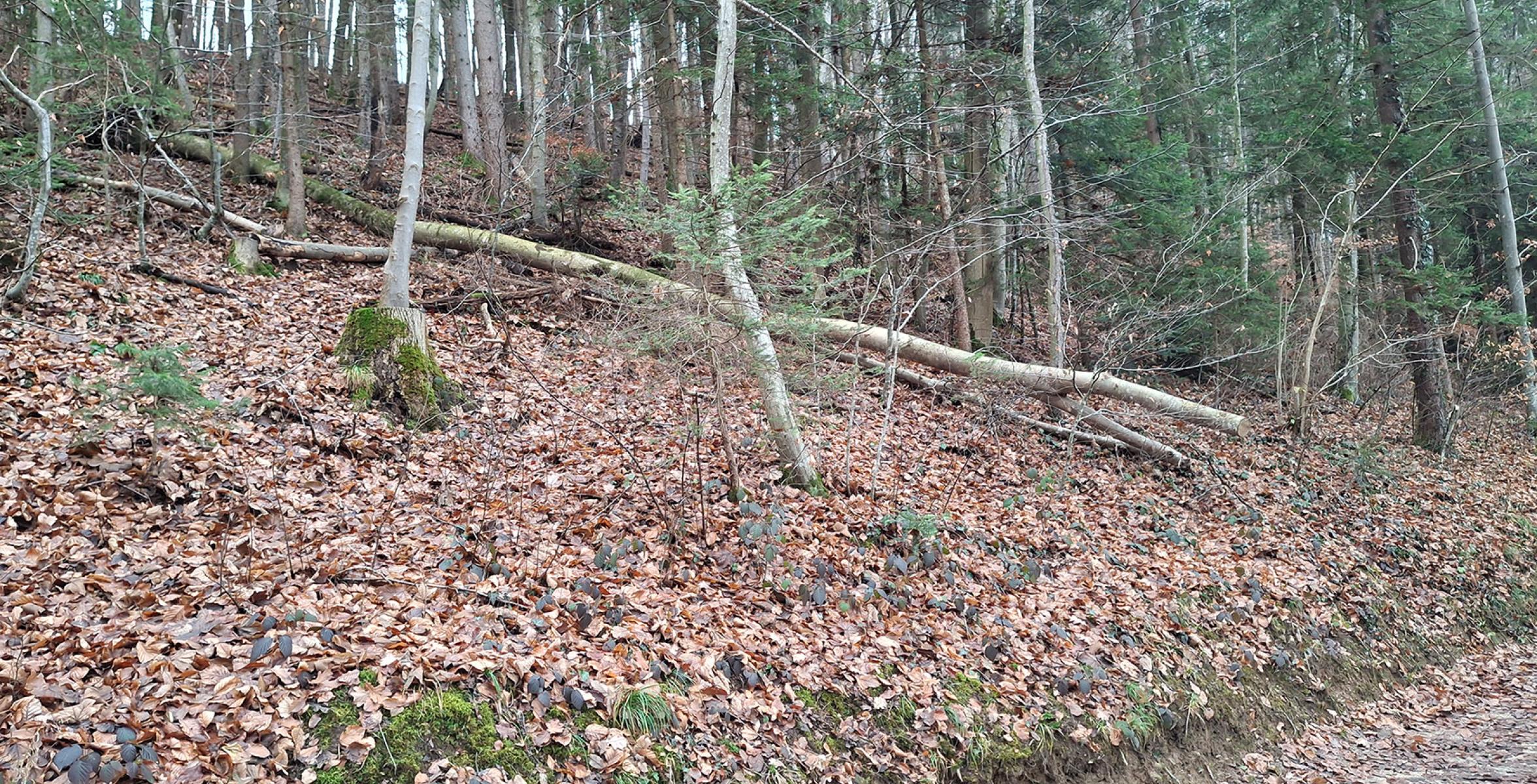 Liegende Esche im Wald neben einem Wanderweg