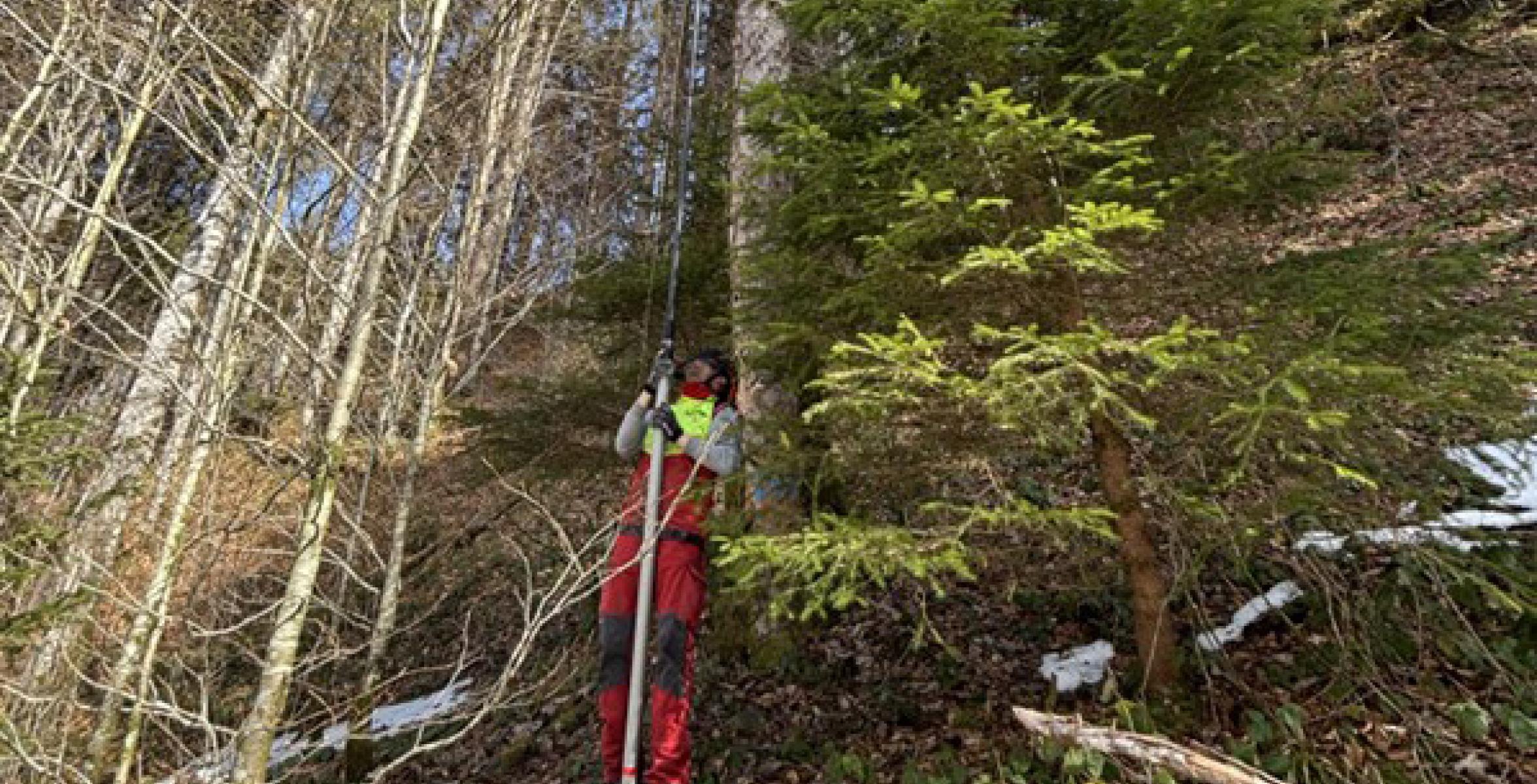 Ein Förster schneidet Äste von einem Bergahorn, um Pfropfreiser zu gewinnen