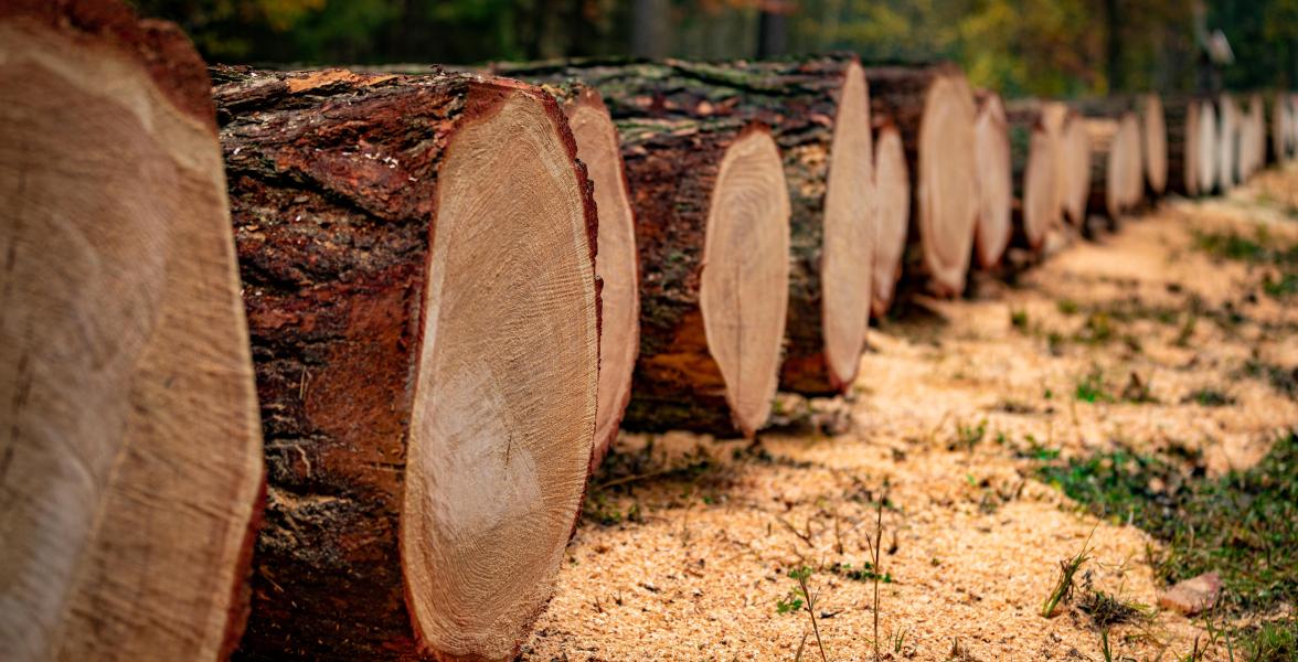Dicke Holzstämme auf dem Lagerplatz für die Wertholzsubmission