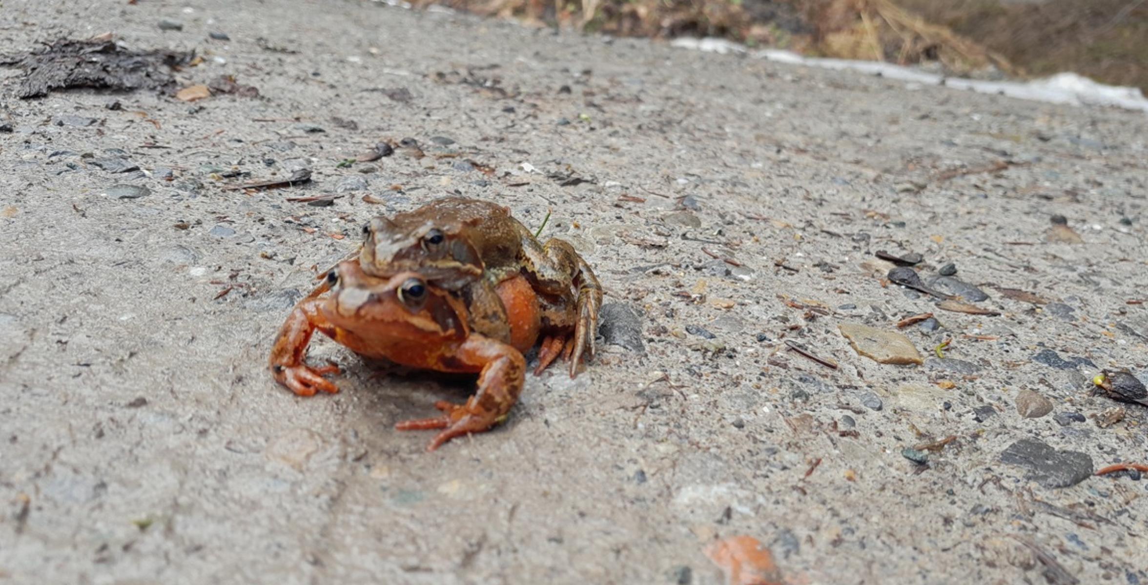 Froschpaar am Forstweg