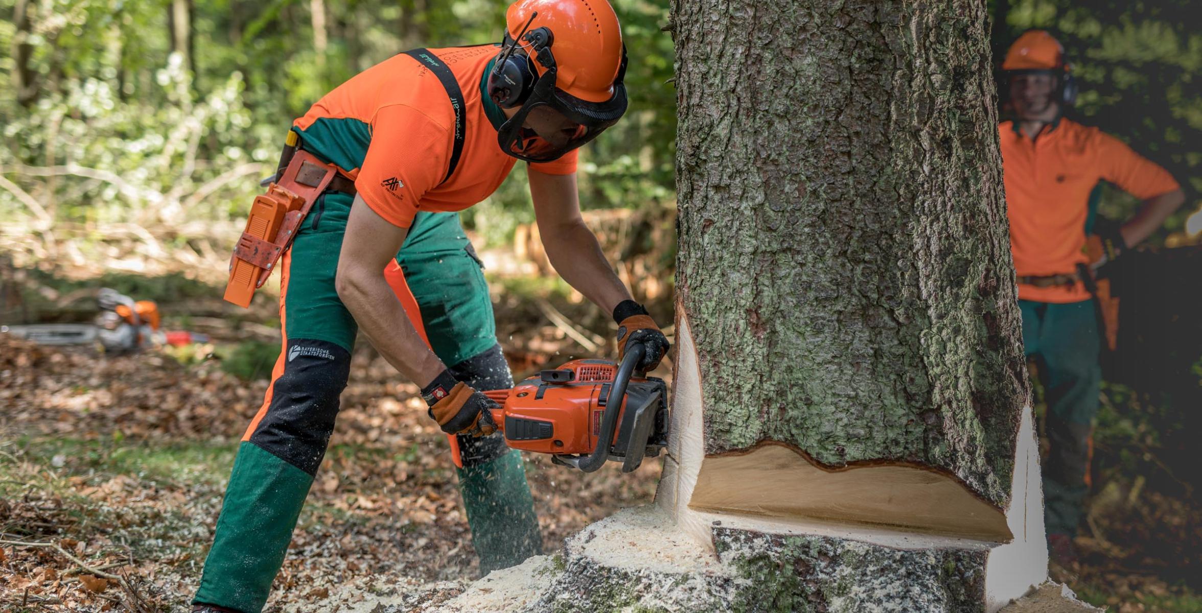 Ein Forstwirt schneidet einen Baum um