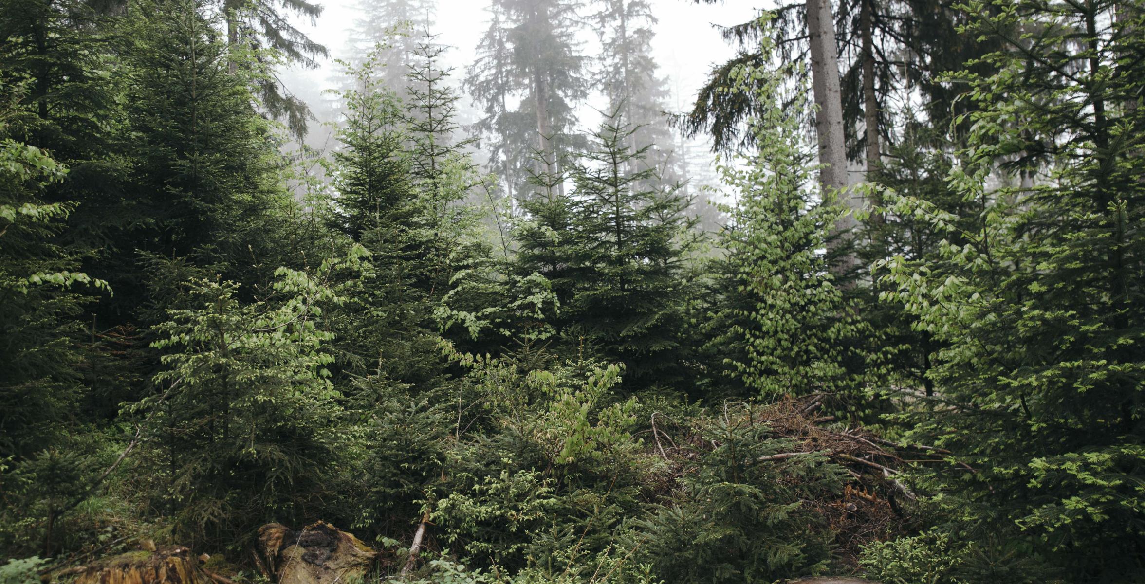 Ein Mischwald mit unterschiedlichsten Baumarten und Baumalter