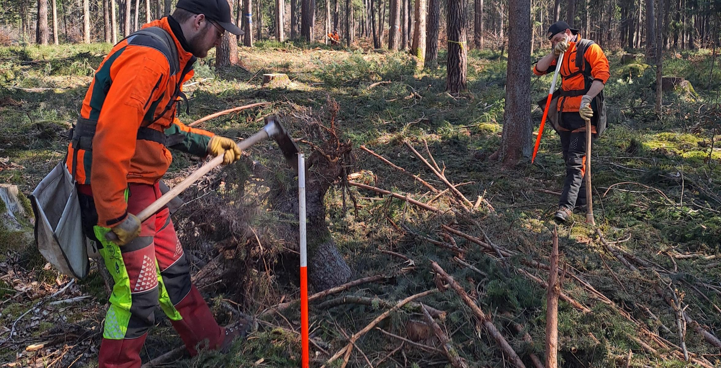 Forstwirte bei der Frühlingspflanzung