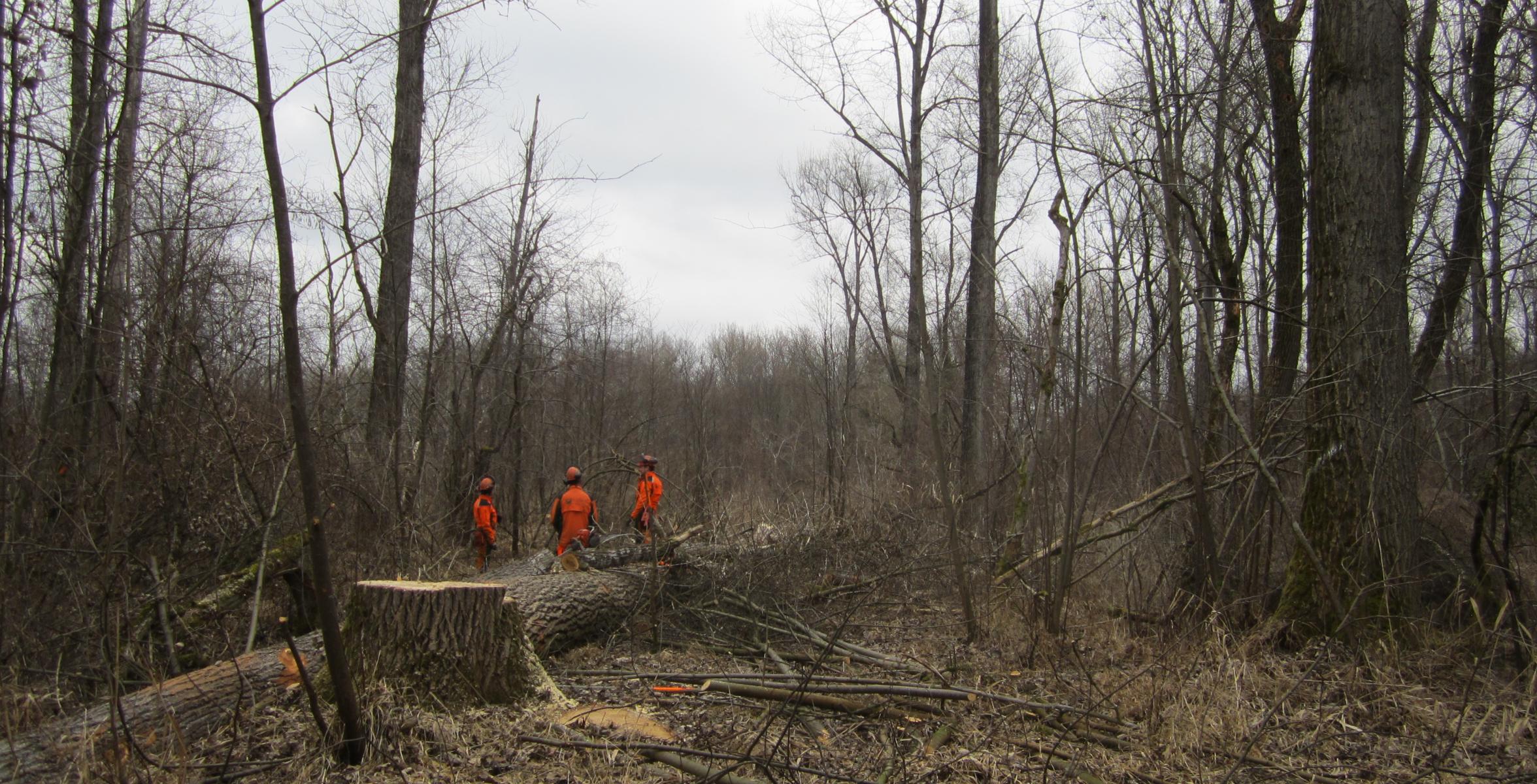 Forstwirte bei Pflegemaßnahmen im Wald