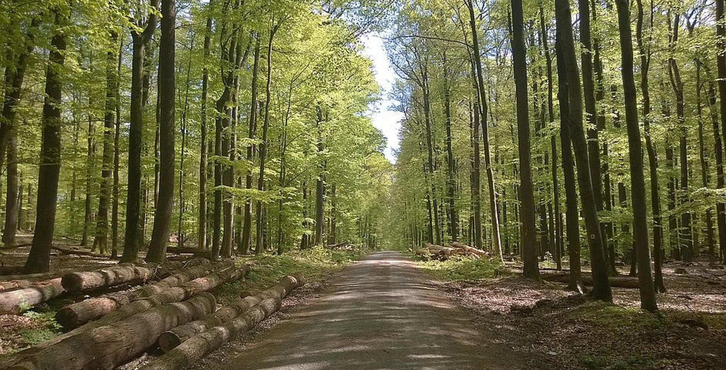 Waldweg