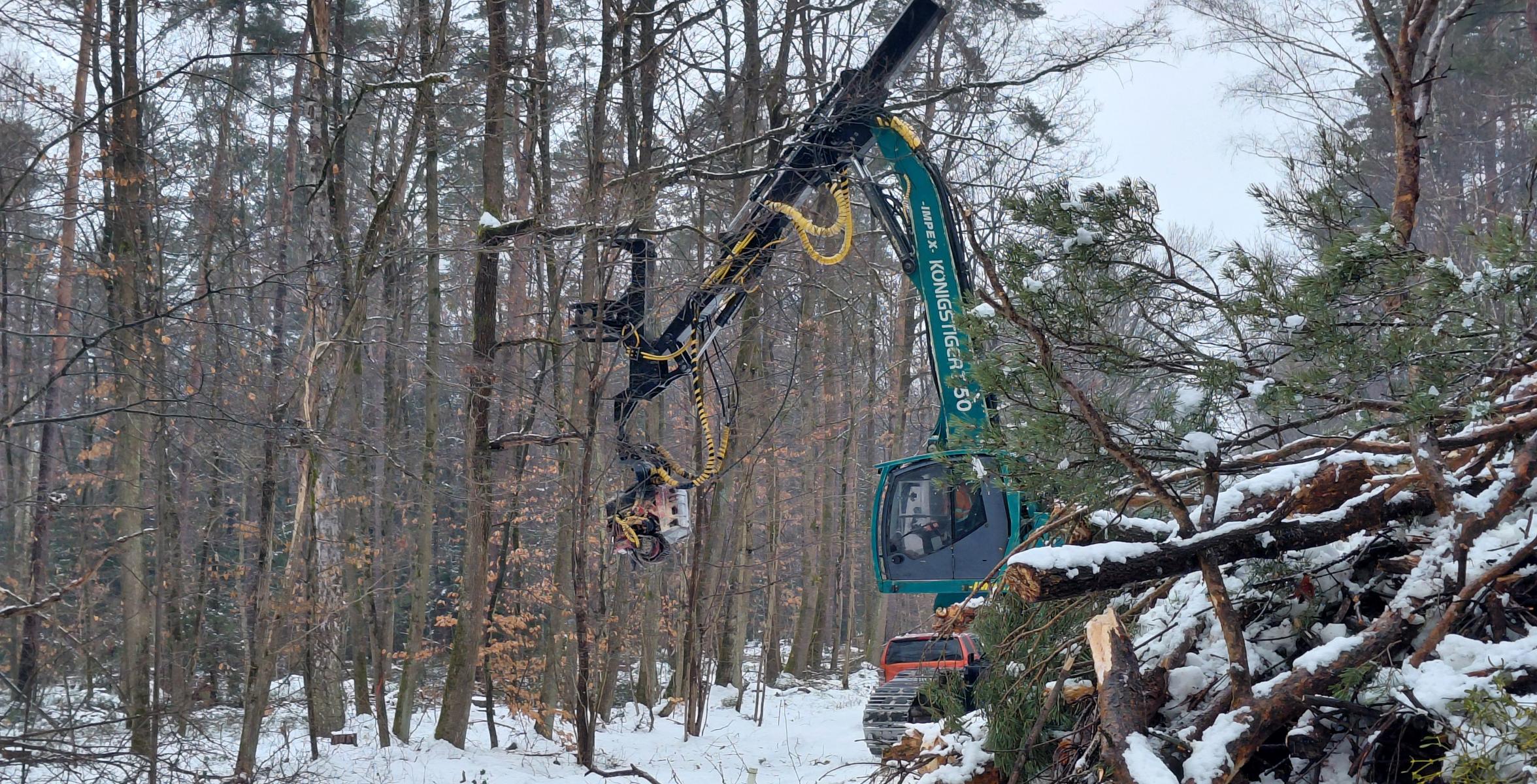 Stehendentnahmeharvester im Einsatz