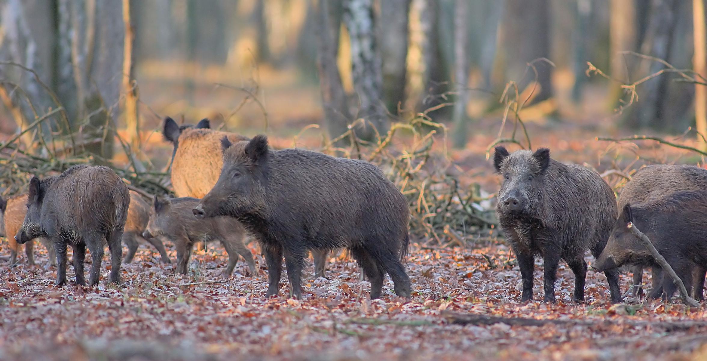Eine Rotte Wildschweine