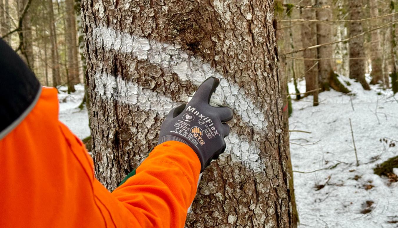 rückegasse-markierung-baum