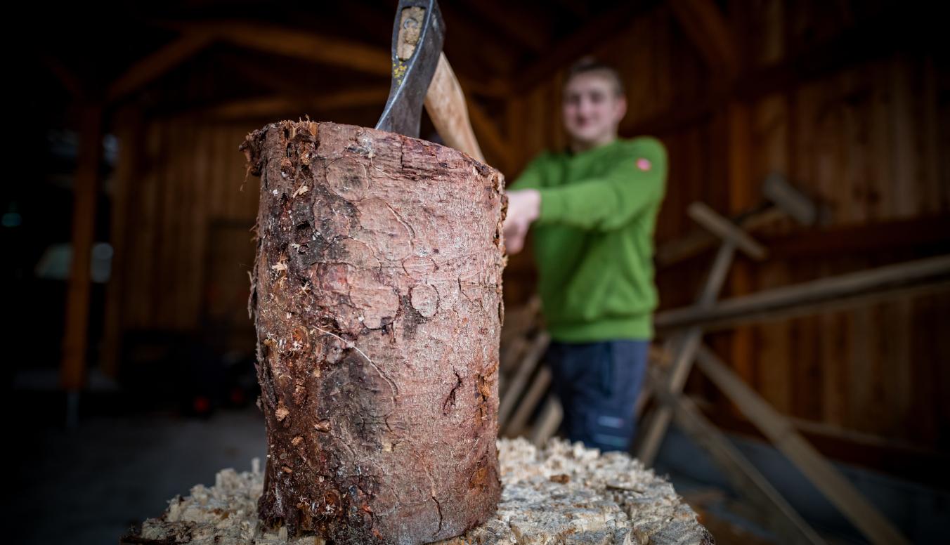 Brennholz im Staatswald kaufen – ideal für private Nutzung und nachhaltige Wärmeversorgung direkt aus dem Wald.