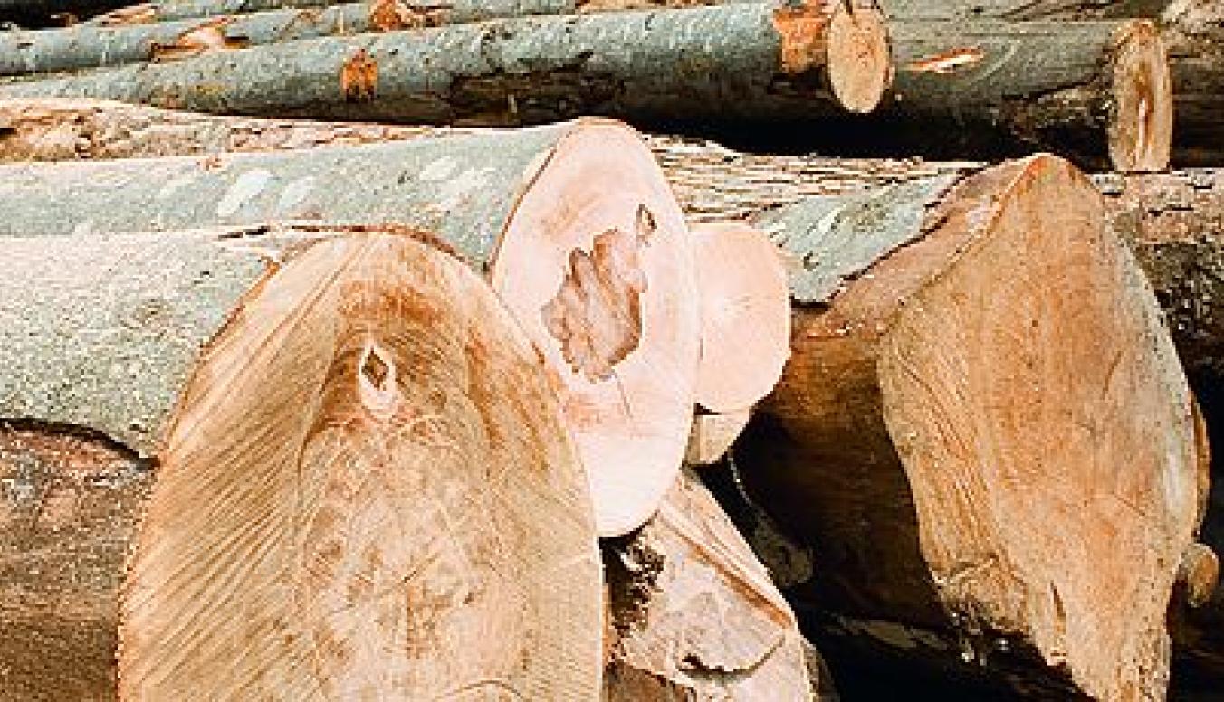 Industrieholz – vielseitig und nachhaltig für moderne Anwendungen