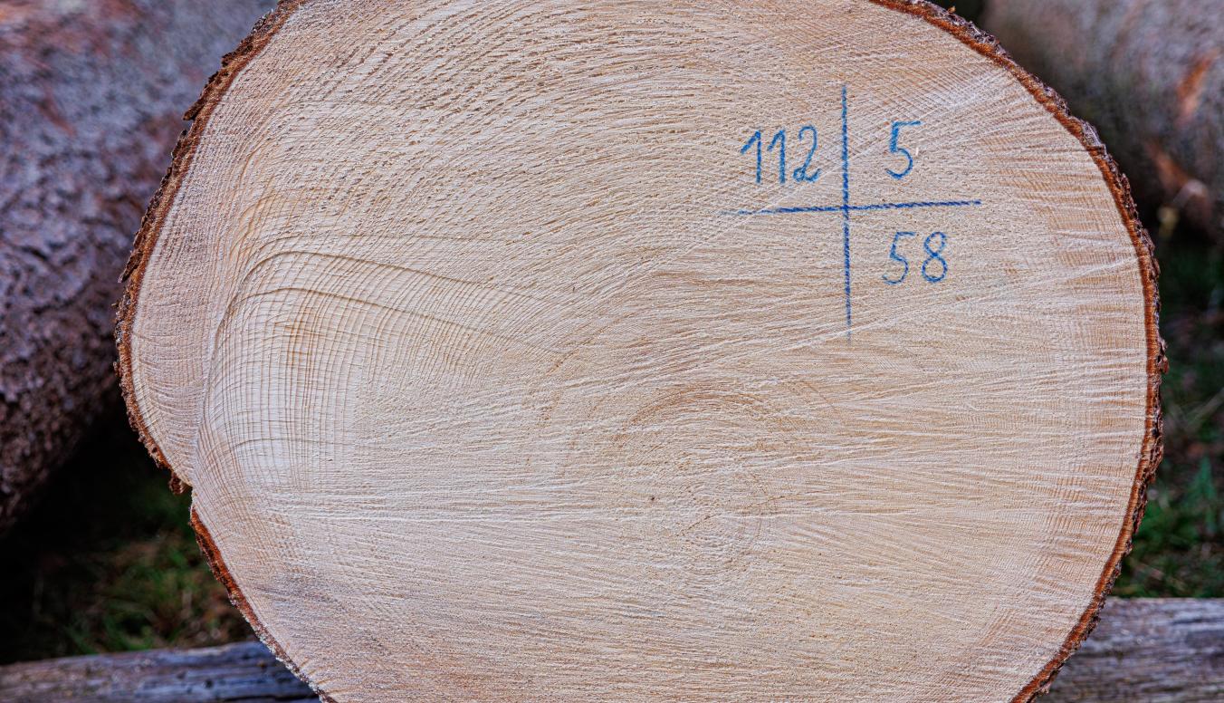 Entdecken Sie erstklassiges Wertholz auf unserer digitalen Wertholzbörse