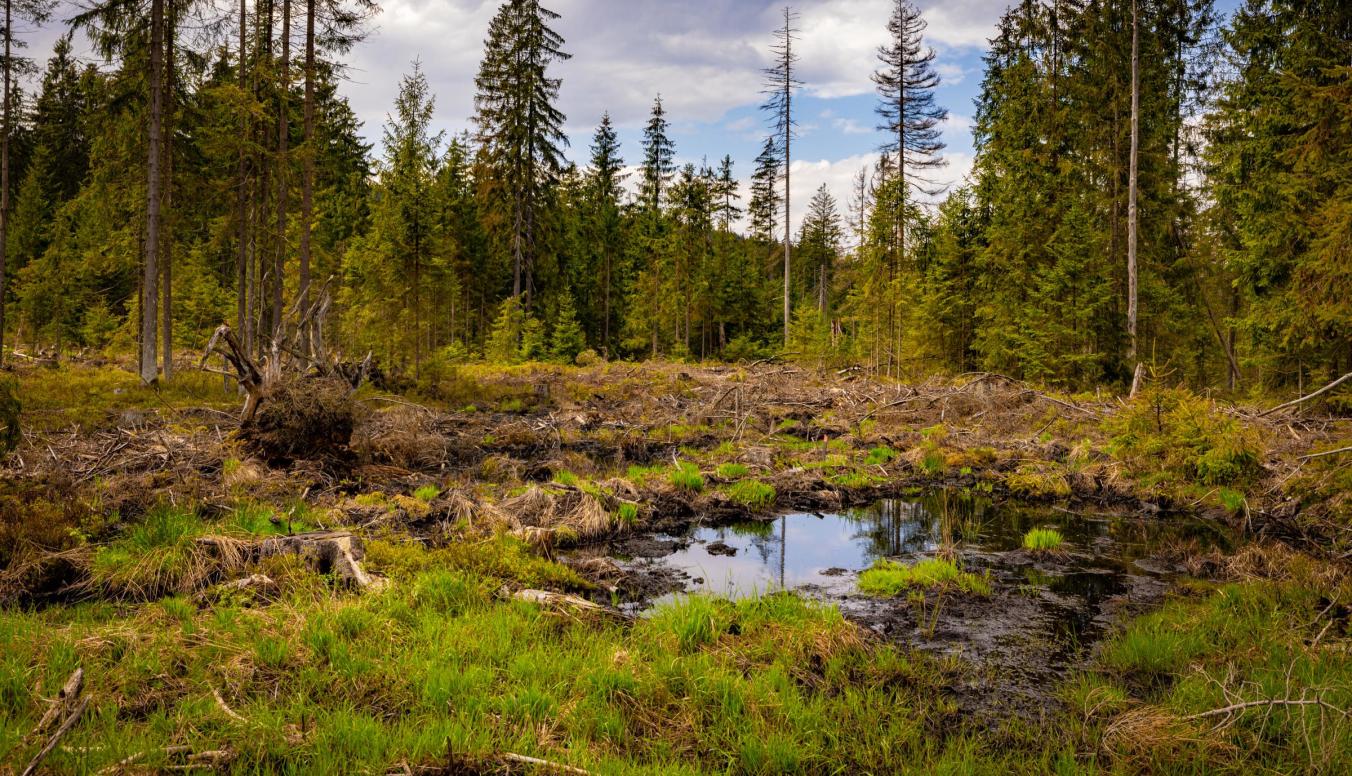 Moorgebiet in einem Wald
