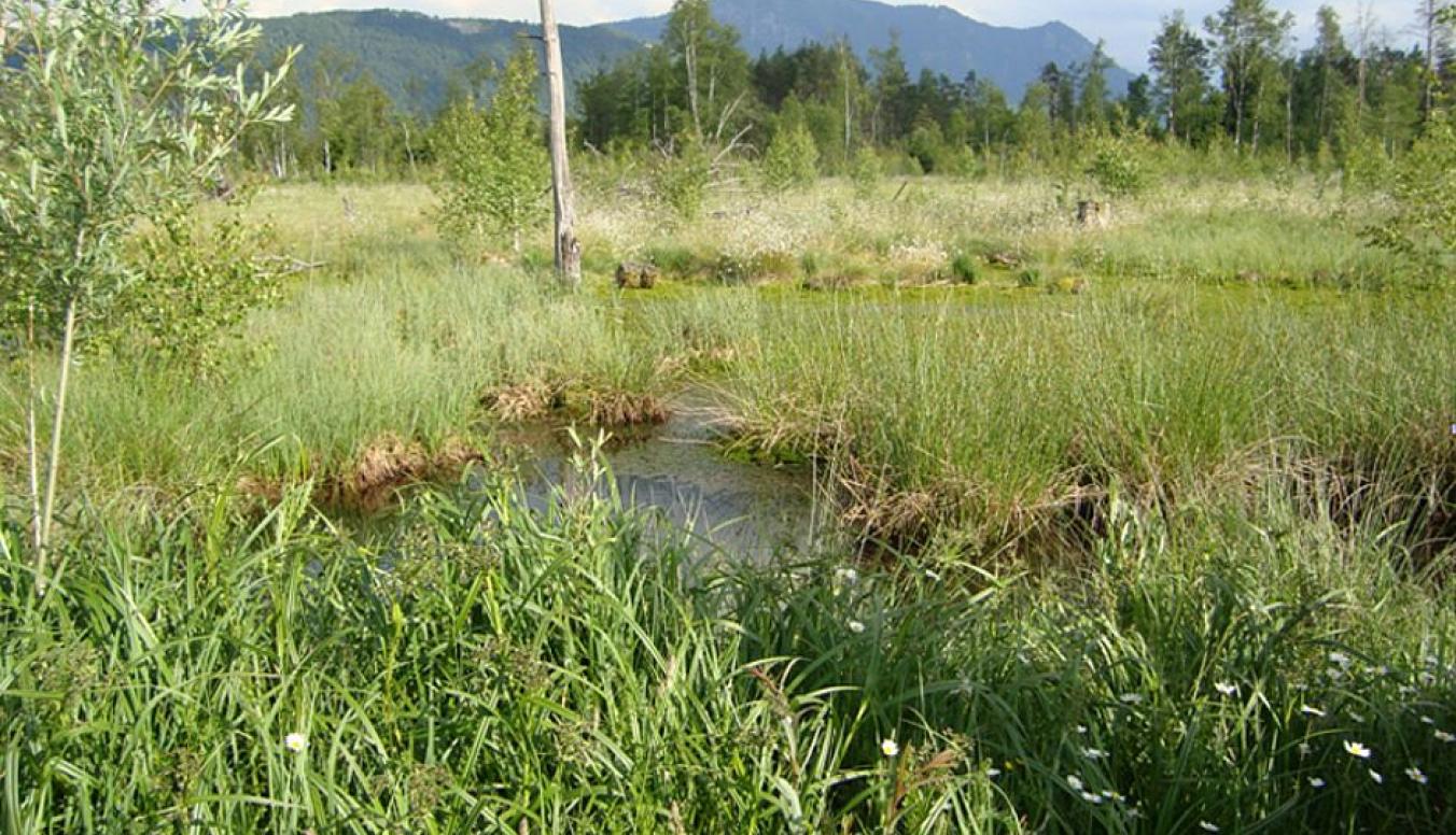 Werdensteiner Moos im Allgäu
