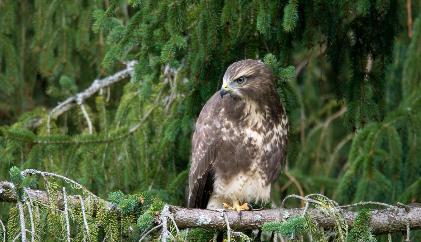 Mäusebussard auf einem Ast