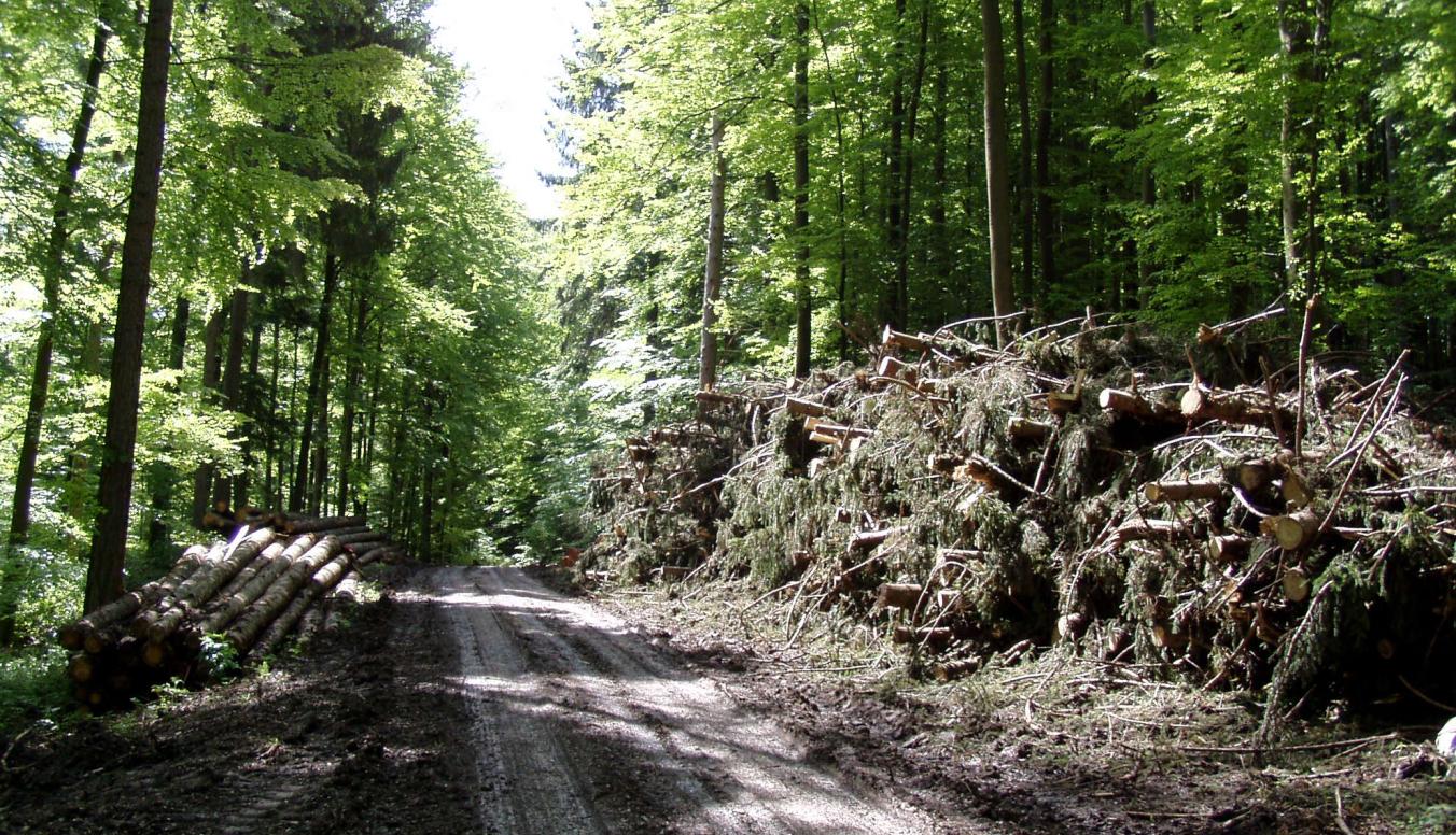 Hackerhaufen im Wald