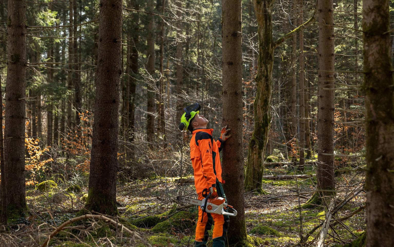 Forstwirt mit Kettensäge vor Baum