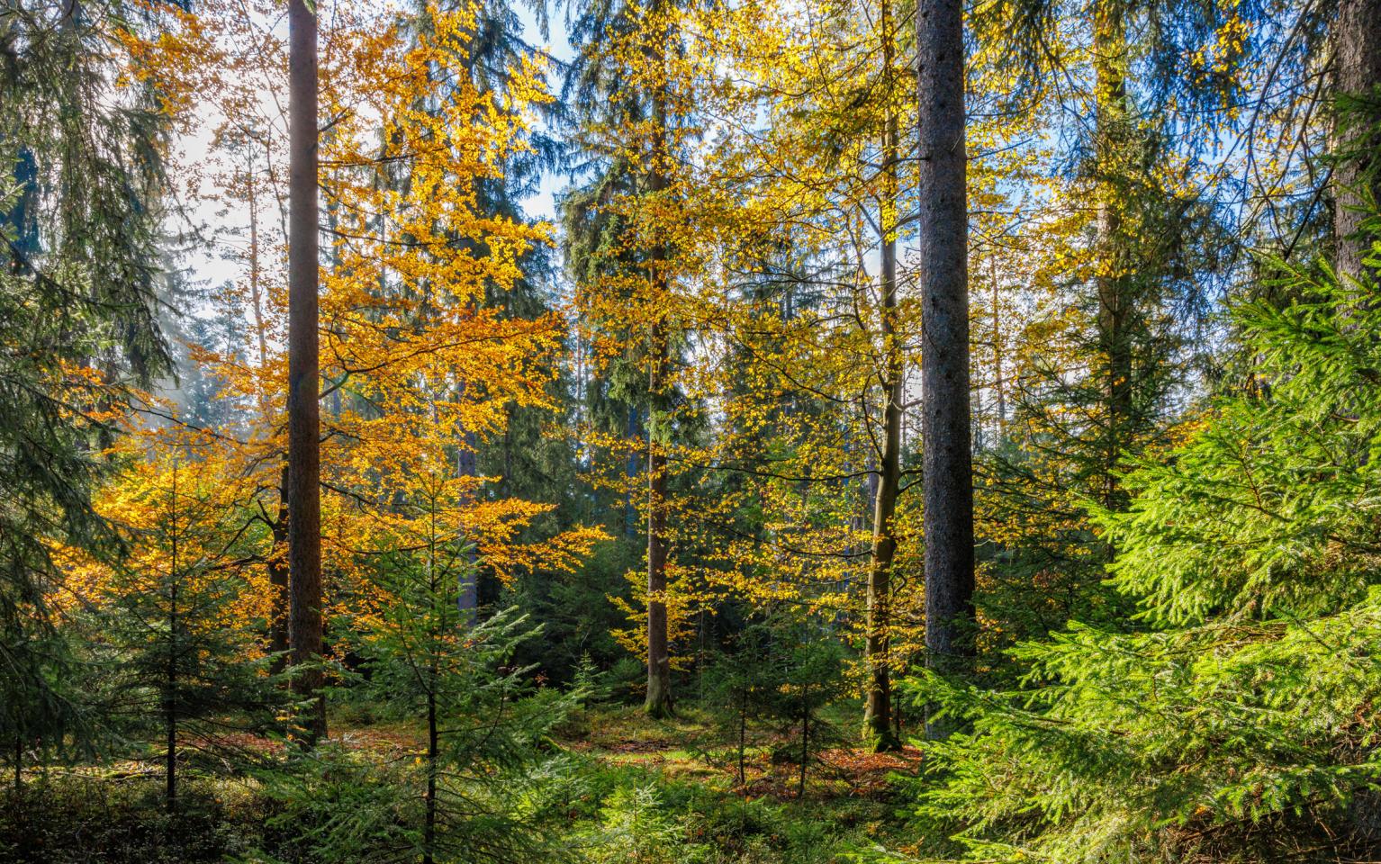 Waldbild eines Mischwaldes