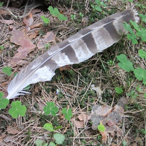 Mauserfedern sind ein Hinweis
